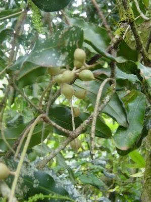 Leche Corporal Energizante “Menta Piperita & Macadamia” de KEIMS