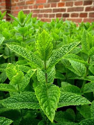 Leche Corporal Energizante “Menta Piperita & Macadamia” de KEIMS