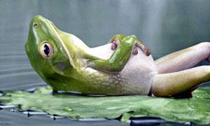 descansando-en-bolsa