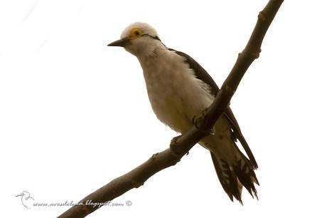 Carpintero blanco (White Woodpecker) Melanerpes candidus