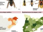 expansión avispa asiática España.