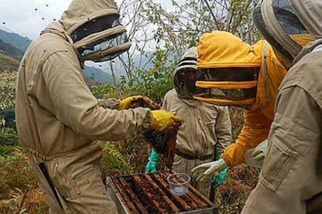 Abejas colombianas entre las más sanas del mundo - Colombian bees among the healthiest in the world.