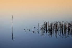 Algunas curiosidades al soñar con juncos. sueño con juncos