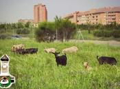Pastoreo Fuenlabrada
