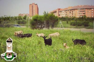 Pastoreo en Fuenlabrada