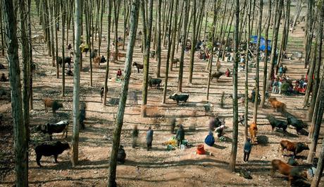 Los ganadores del World Press Photo Contest 2015