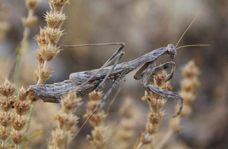 Hembra adulta de Rivetina baetica (Rambur, 1839), encontrada en la Sierra de Chinchilla, el pasado día 23 de julio de 2015, al atardecer. 