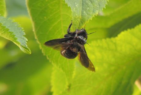 Cópula de Xylocopa violacea.