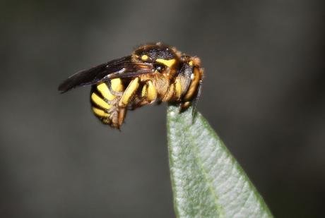 Anthidium florentinum en pleno descanso, sobre una hoja de baladre.