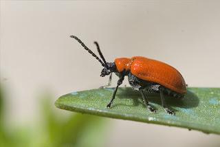 Para ampliar Lilioceris lilii (Scopoli, 1763) hacer clic