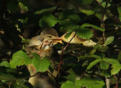 VUELAN LOS POLLOS... Y VUELA LA EXPOSICIÓN