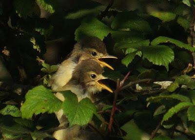 VUELAN LOS POLLOS... Y VUELA LA EXPOSICIÓN
