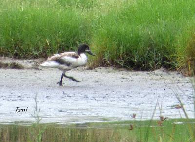 VUELAN LOS POLLOS... Y VUELA LA EXPOSICIÓN