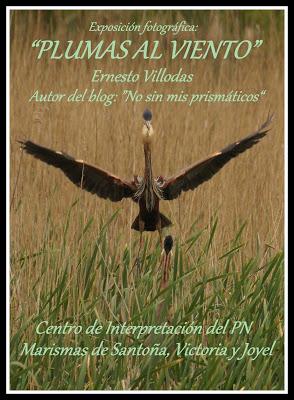 VUELAN LOS POLLOS... Y VUELA LA EXPOSICIÓN