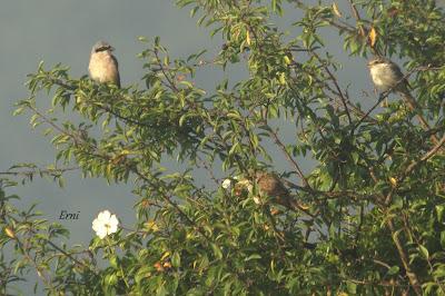 VUELAN LOS POLLOS... Y VUELA LA EXPOSICIÓN