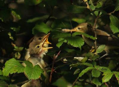 VUELAN LOS POLLOS... Y VUELA LA EXPOSICIÓN