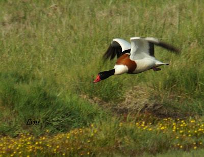 VUELAN LOS POLLOS... Y VUELA LA EXPOSICIÓN