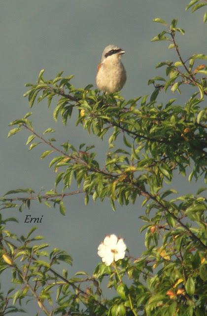 VUELAN LOS POLLOS... Y VUELA LA EXPOSICIÓN