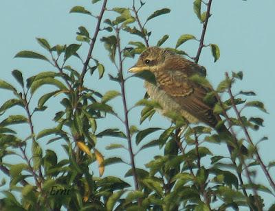 VUELAN LOS POLLOS... Y VUELA LA EXPOSICIÓN