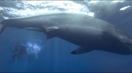 El Arrecife (2010), nadando voy, nadando vengo…