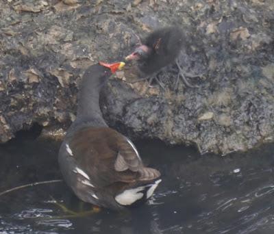 Nueva familia de gallinetas