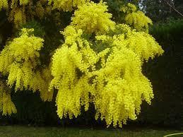 Pero, ¿Qué simboliza soñar con mimosas? sueño con mimosas