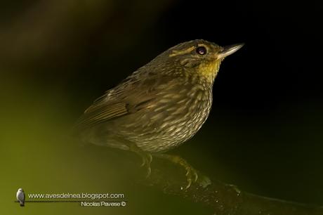 Ticotico común (Buff-browed Foliage-Gleaner) Syndactyla rufosuperciliata