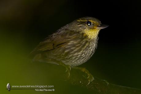 Ticotico común (Buff-browed Foliage-Gleaner) Syndactyla rufosuperciliata