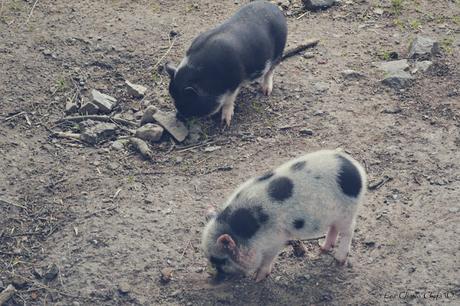Un verano en Estocolmo