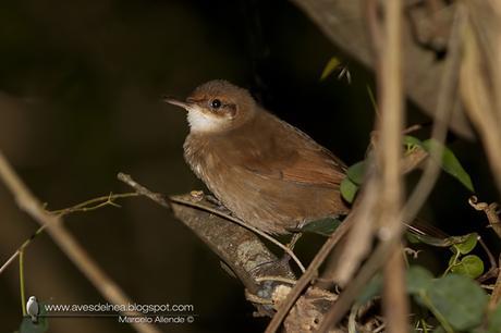 Bandurrita chaqueña (Chaco Earthcreeper) Tarphonomus certhioides