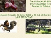 #ecochiquilladas