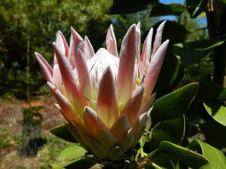 El jardín de La Saleta en Verano, del 1 al 31 de julio de 2015. Saleta's Garden in summer, July 1-31, 2015.