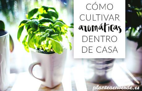 aromáticas dentro de casa