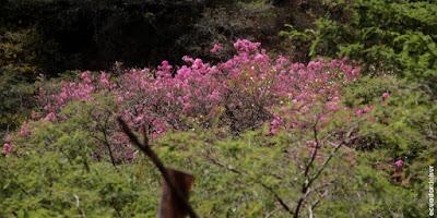 Arupo, un árbol ornamental endémico de la zona sur ecuatoriana