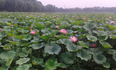 International Students Summer Camp-Beijing 2015. CHINA