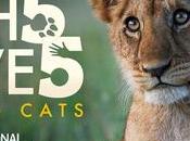 Mundial León #5forBigcats