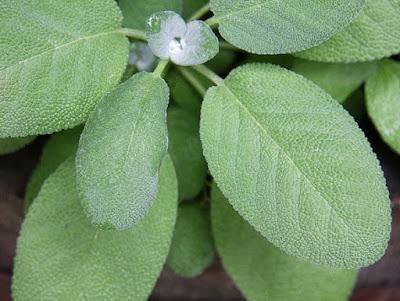 El Champú “Salvia y Rhassoul” de IRATI ORGANIC – un producto orgánico sin siliconas y sulfatos El Champú “Salvia y Rhassoul” de IRATI ORGANIC – un producto orgánico sin siliconas y sulfatos