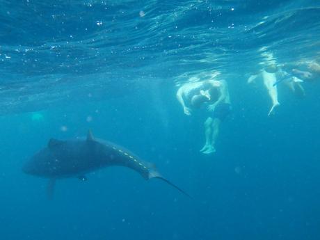 bañarse con atunes rojos