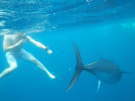 bañarse con atunes rojos