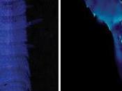 Fantástico trabajo sobre isópodos terrestres cuevas