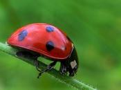 mariquitas contra otros insectos