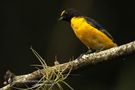 Tangará común (Purple-throated Euphonia) Euphonia chlorotica