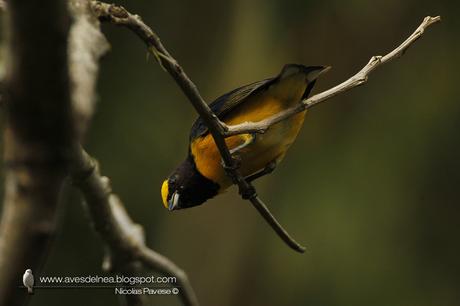 Tangará común (Purple-throated Euphonia) Euphonia chlorotica
