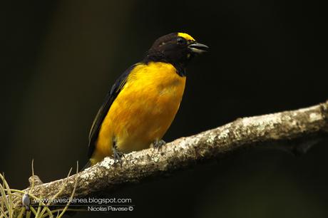 Tangará común (Purple-throated Euphonia) Euphonia chlorotica
