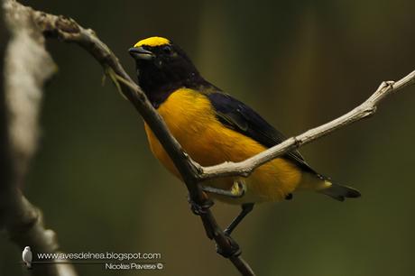 Tangará común (Purple-throated Euphonia) Euphonia chlorotica