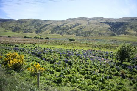 Viaje en el tren transalpino de Nueva Zelanda