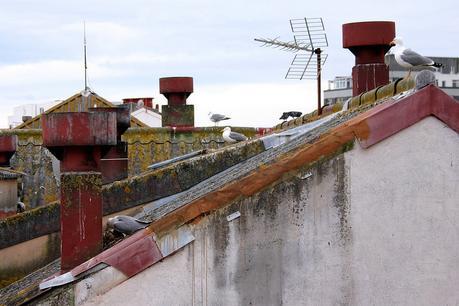 gaviotas_28_20150531 - Version 2