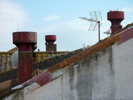 gaviotas_5_20150602 - Version 2