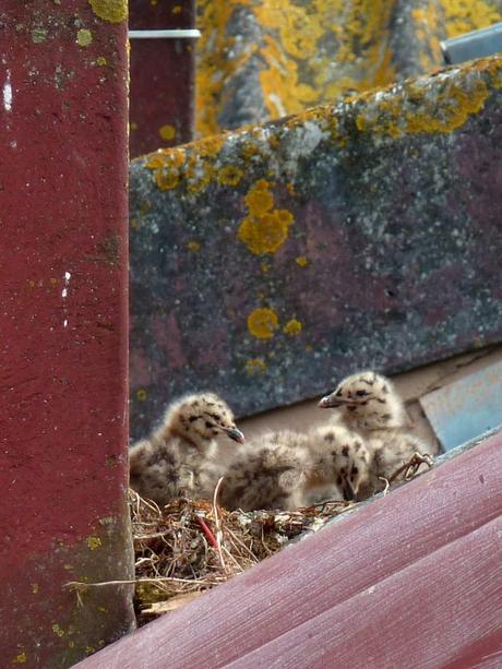 gaviotas_6_20150602 - Version 2