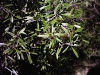 El Bálsamo del Cura de Tembleque.